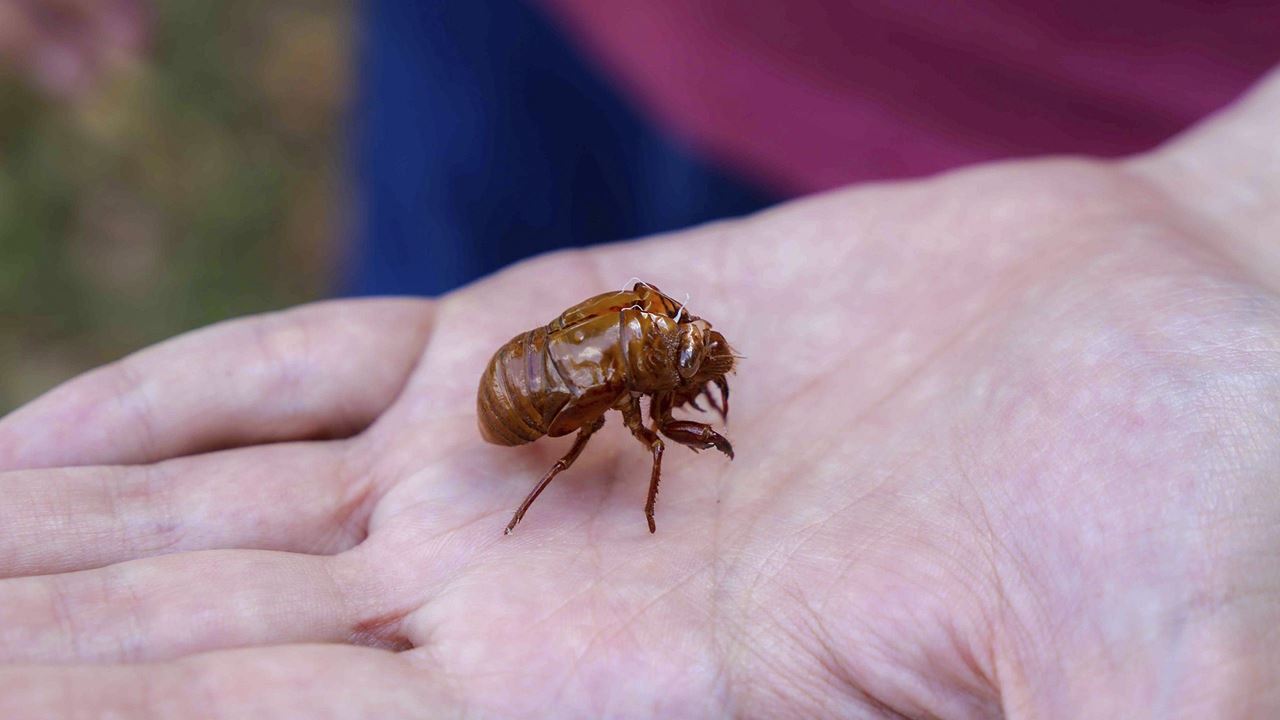 a big brown cicada cocoon sitting on a human hand