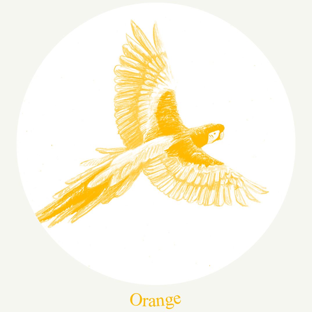 "orange" a bird