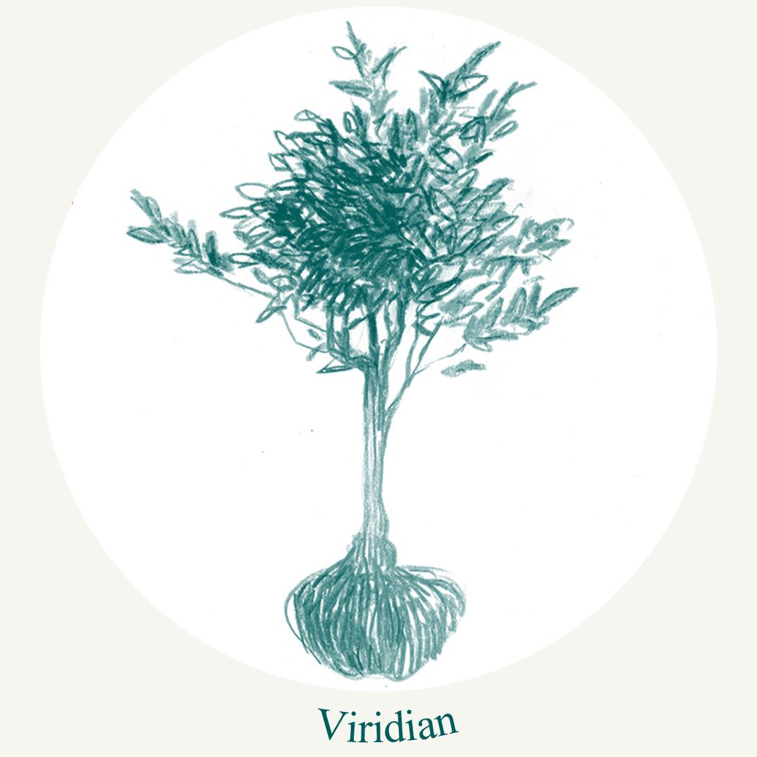 "viridian" a bush